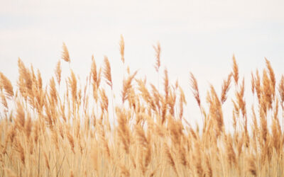 Teen Challenge Steinbach